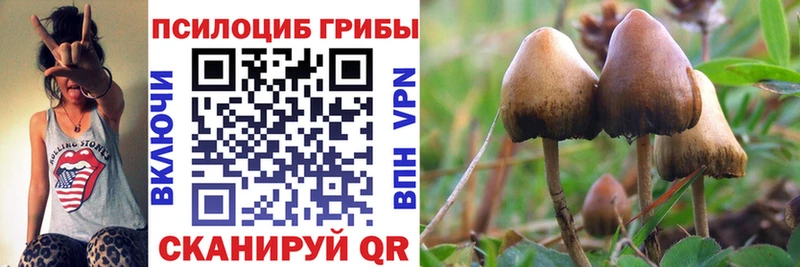 Купить закладки Верещагино Галлюциногенные грибы Cubensis